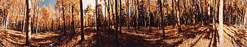 aspens, new mexico