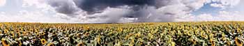 sunflowers kansas